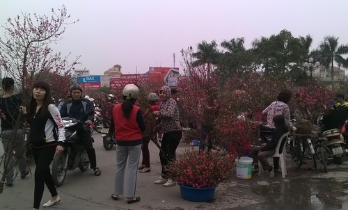 Nhiều vườn đào thất thu do nắng ấm ảnh 10